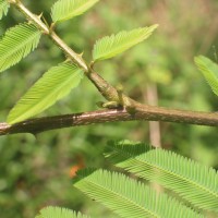 Mimosa pigra L.